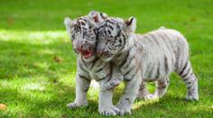 Liberec přijde o svůj symbol. Bílí tygři musí z místní zoo zmizet