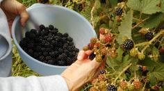 Žena při sbírání ostružin utrpěla těžké popáleniny. Otřela se o nebezpečnou rostlinu