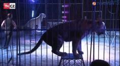 Šok pro český cirkus! Slovenské město je vyhnalo kvůli zvířatům