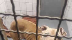 Zubožená fenka sotva stála na nohou mezi výkaly. Majitel odjel na tři týdny