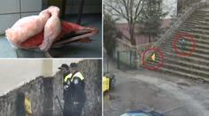 Děti ubily v Jihlavě plameňáka, ZOO se s rodiči konečně dohodla