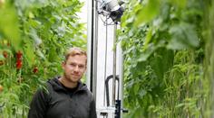 Robot s umělou inteligencí ochraňuje rajčata. Farmář popsal, jak to funguje