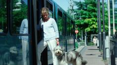 Tramvaj vláčela psa na vodítku, řidič nereagoval na křik cestujících