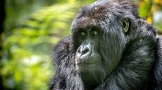 Nepochopitelný čin v zoo. Jeden z návštěvníků napadl gorilu, házel po ní věci