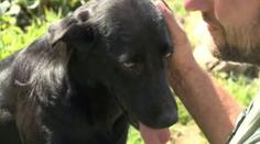 Chudáčci! Na Chrudimsku nechali napospas tři labradory