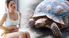 Bolí mě břicho, stěžovala si žena po party. Ve vagině jí našli želvu