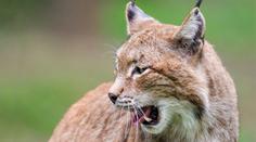 Zoo Ostrava utratila dva zdravé rysy, zuří aktivisté. Problém je složitější
