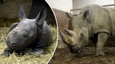 Zoo ve Dvoře Králové slaví! Mají tam nové nosorožce. GALERIE