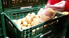 Brambory jsou čím dál tím dražší! Kilo stojí přes 20 Kč a bude hůř