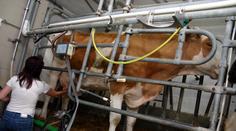 Výrobci mléka v krizi! Čeští farmáři prohrávají boj s konkurencí