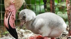 Historický okamžik. V zooparku se po 45 letech narodilo první mládě plameňáka