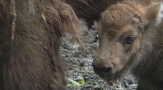 VIDEO: V maďarské zoo se narodila dvě mláďata bizona