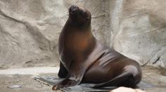 Záhadná smrt v liberecké zoo. Zemřela lachtaní samice Mano