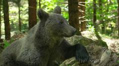 Rumunsko trápí medvědí turismus. Lidé chodí přímo k šelmám, končí to útoky
