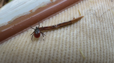 Klíšťata útočí. Za týden přibylo nejvíc případů boreliózy za poslední roky