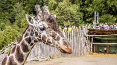 V jihlavské zoo utratili žirafího samce Zuberiho. Ruší akce pro veřejnost