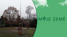 Praha vysazuje stromy jako náhradu za ty, které předtím vykácela