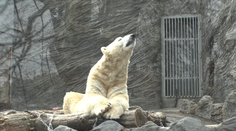 Pražská zoo řeší další kauzu. Nově najatá firma zřejmě nemá povolení podnikat
