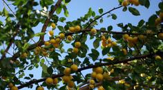 Toto zapomenuté ovoce je plné vitamínů. Má proto mimořádné vlastnosti