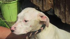 Chovatelce z jižních Čech veterináři vzali 21 dog. Byly v hrozném stavu