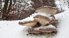 Adventní houbaření. Chutné houby v lese najdete i nyní