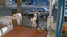 Zloděj v Brazílii troufale okradl psa! Zachytily ho při tom kamery
