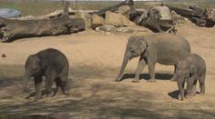 Dvojnásobná radost v pražské zoo. Slonice čekají opět mláďata