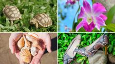 Pozor na suvenýry z dovolené: Tyhle věci si nesmíte dovézt!