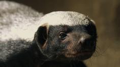 Dvě mláďata vzácného medojeda můžete vidět v olomoucké zoo, matka výjimečně odchovala obě
