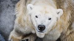 Smutná zpráva! V pražské zoo zemřela lední medvědice Bora
