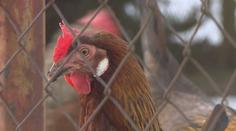 Další případy ptačí chřipky v Česku! Veterináři zavádí celostátní opatření
