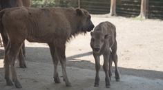 Olomoucká zoo má důvod k radosti. Narodila se tam dvě zubří mláďata