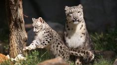 Leopard překonal elektrický plot, zabil dvouletého chlapce!
