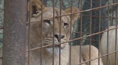 Táborská zoo chystá záchranné zařízení pro lvy. Pomůže zabaveným šelmám