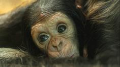 Ohroženému šimpanzátku v plzeňské zoo chybí jméno. Vybrat ho může veřejnost