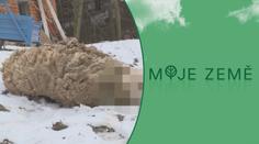 Vlci útočí? Český chovatel našel zardoušené a roztrhané ovce