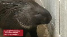 Toulavou dikobrazici srazilo dvakrát auto! Najít ji pomohla Nova