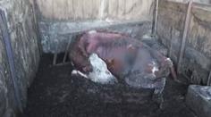 VIDEO: Veterináři řeší další případ týrání zvířat