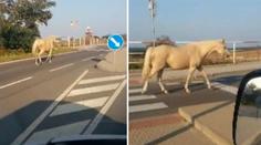 VIDEO: Na silnici vběhl kůň! V ranní špičce způsobil kolonu