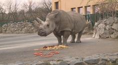 VIDEO: Ústeckým zastupitelům došla trpělivost s praktikami v místní zoo
