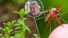 Trápí vás nálety komárů? Poznejte přírodní přípravky našich babiček