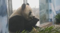 Čínská zoo ukáže pandí mláďata. Zatím se seznámila s výběhem