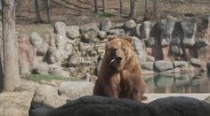 V brněnské zoo zahájili jarní sezónu. K vidění byla nová mláďata