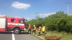 Dva býci zastavili dopravu na dálnici D8, policisté je zastřelili