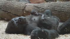 Štáb TV Nova navštívil gorilí mládě v pražské zoo. Má se čile k světu