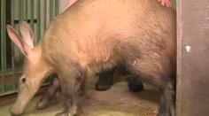 Olomoucká zoo otevře nový pavilon, hrabáče čeká stěhování