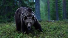 Medvěd na Slovensku vážně zranil muže. Šelmu hledá zásahový tým