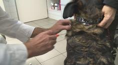Novela veterinárního zákona přináší řadu změn. Platit začíná už v sobotu