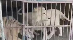 Tajná nahrávka z 'farmy' Berousek! Takhle se obchoduje s tygry