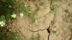 Zima, pak hned léto. Počasí se u nás mění rychleji, než vědci čekali